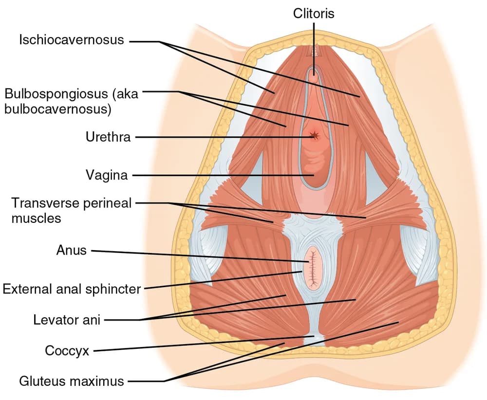 Ilustración anatómica de los músculos del suelo pélvico y el periné femenino